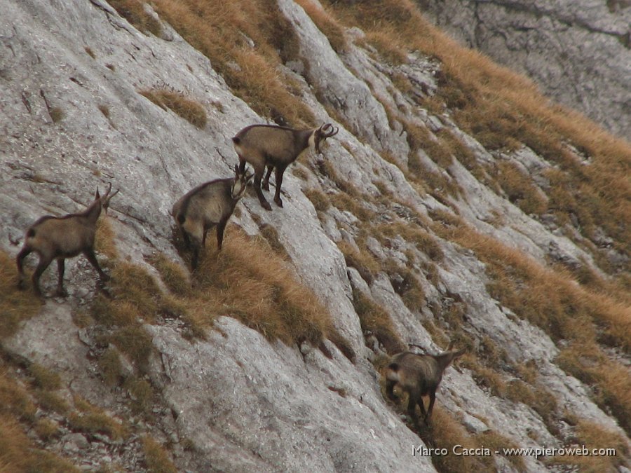 04_Branco sulle rocce.JPG